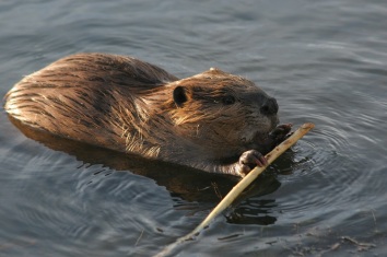 Beaver with stick